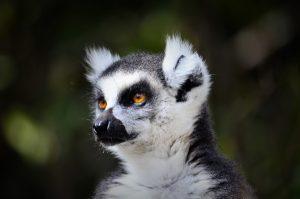 Lemur-Catta