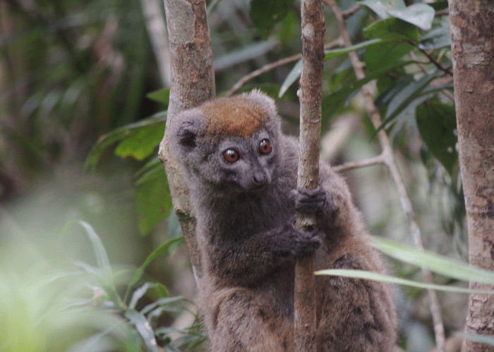 lemurs by Vivy travel