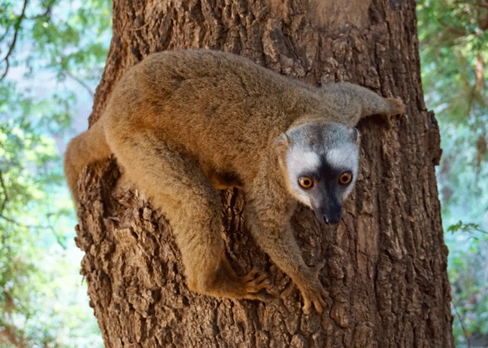 lemurs by Vivy Travel